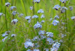 Forgetmenots for funerals or services of remembrance